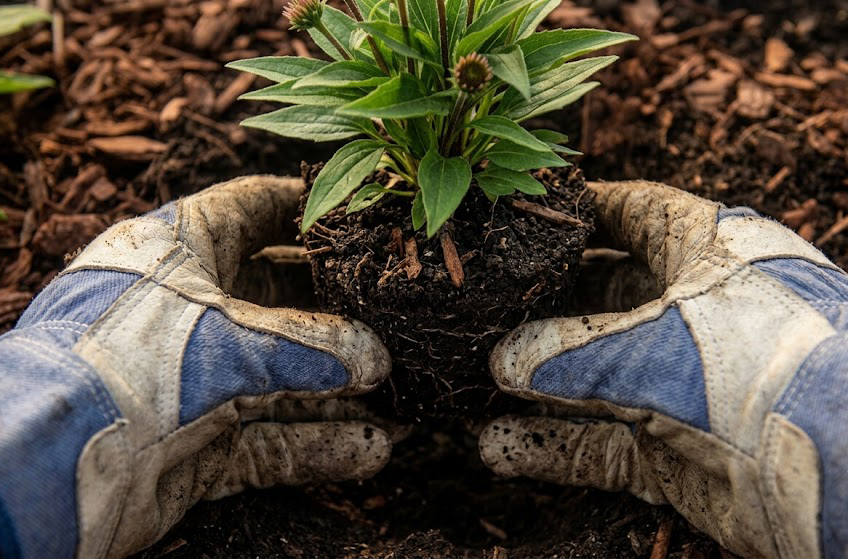 Planting and Mulching
